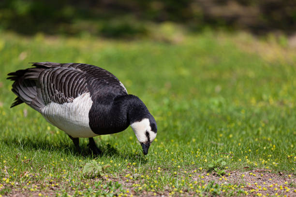istock Barnacle goose in the grass outdoors 1164362521