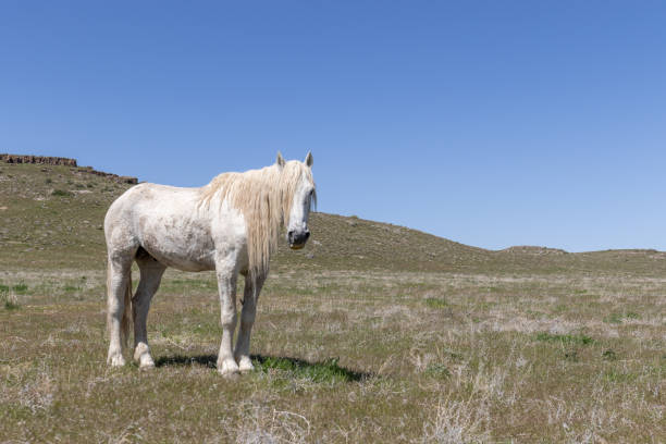 istock Wild Horse in the Utah Desert 1164362586