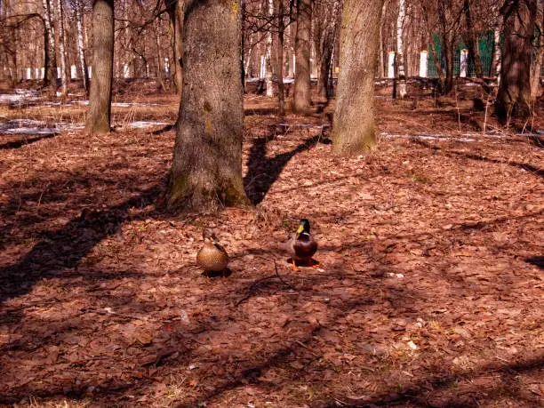 ducks walking on the ground in the Park in early spring , Russia