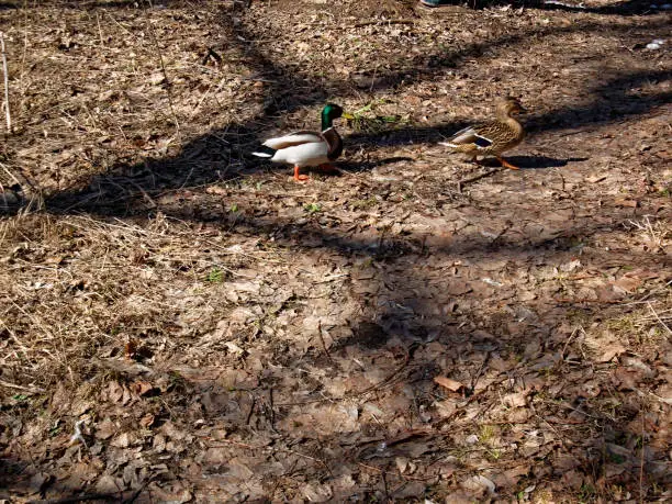 ducks walking on the ground in the Park in early spring , Russia