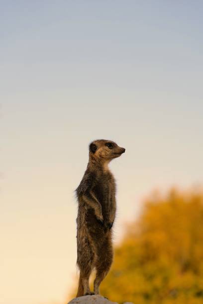 Meerkat looking into the camera