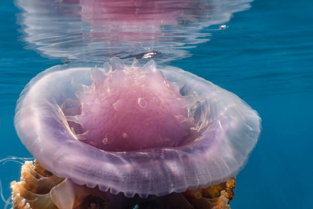 Cauliflower or crown jellyfish close up view of its head or crown. The Cauliflower Jellyfish is found in the Indo-Pacific and East Atlantic. It occasionally drifts inshore but it is mostly found out in the ocean. netrostoma setouchina stock pictures, royalty-free photos & images