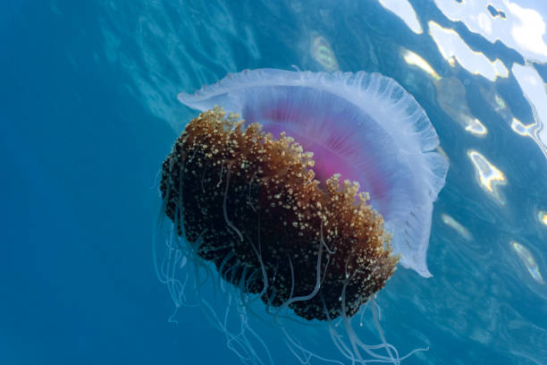 istock Beautiful cauliflower or crown jellyfish floating close to the surface. 1164363022