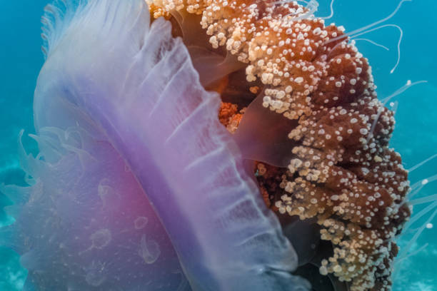 Cauliflower or crown jellyfish close up view of its crown and arm The Cauliflower Jellyfish is found in the Indo-Pacific and East Atlantic. It occasionally drifts inshore but it is mostly found out in the ocean. netrostoma setouchina stock pictures, royalty-free photos & images