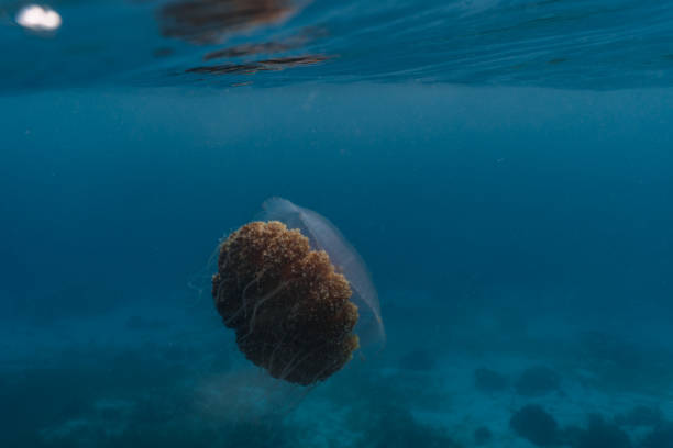 istock Beautiful cauliflower or crown jellyfish floating close to the surface. 1164363100