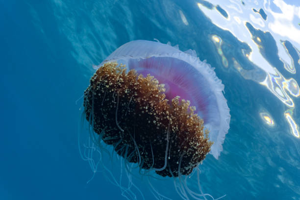 istock Beautiful cauliflower or crown jellyfish floating close to the surface. 1164363106