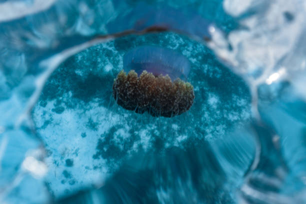 istock Beautiful cauliflower or crown jellyfish floating close to the surface. 1164363141