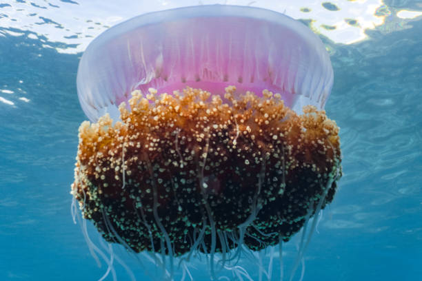 Beautiful cauliflower or crown jellyfish floating close to the surface. The Cauliflower Jellyfish is found in the Indo-Pacific and East Atlantic. It occasionally drifts inshore but it is mostly found out in the ocean. netrostoma setouchina stock pictures, royalty-free photos & images