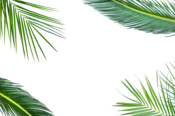 istock Three branches of palm trees on a white background. 1164364408