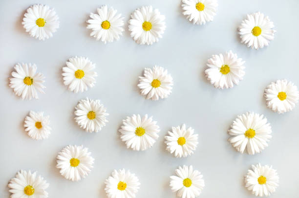 Trend flower pattern with daisies on a black background. Flower pattern.