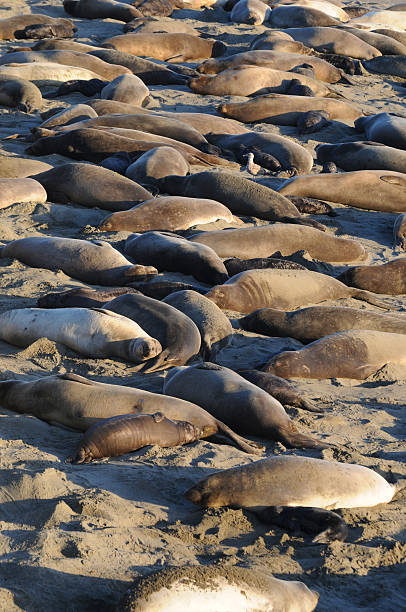 Female and baby elephant seals, 