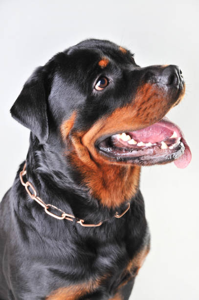 istock portrait of a rottweiler isolated on white background 1164365976