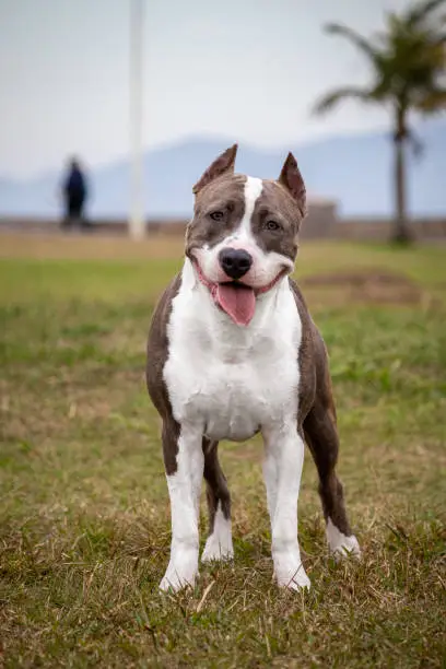 beautiful happy pit bull dog while playing in the park