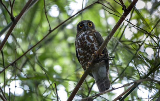 istock Brown Hawk-owl; Ninox scutulata 1164366634