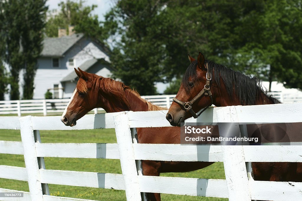 Dos caballos - Foto de stock de Kentucky libre de derechos