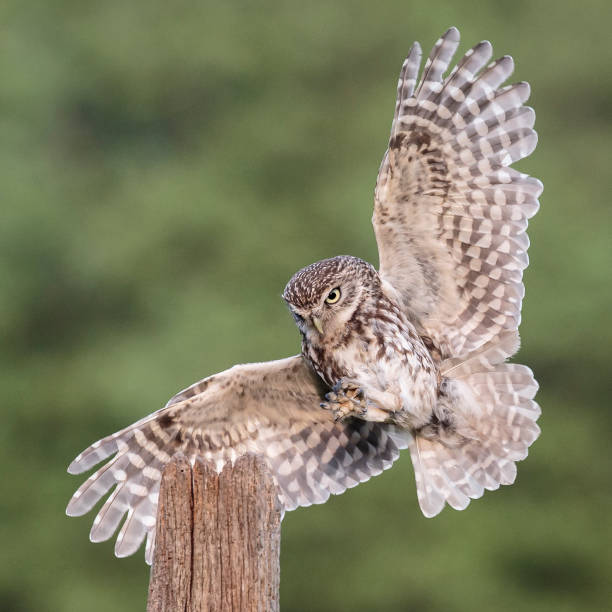 istock Little owl landing 1164369186