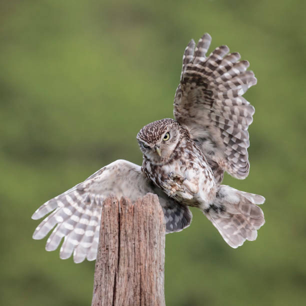 istock Little owl landing on pole 1164369193