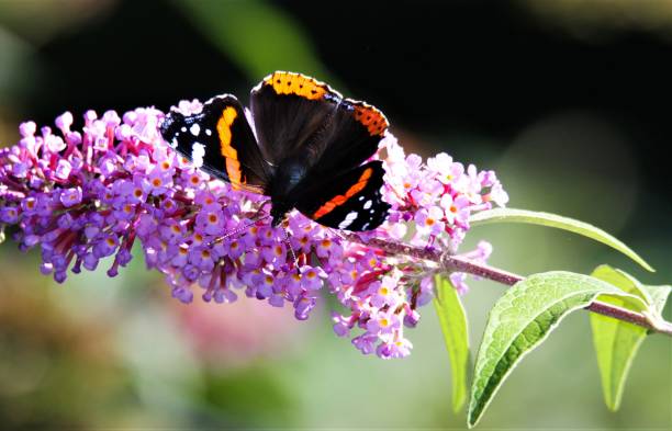 istock Admiral butterfly on pink flower 1164369203