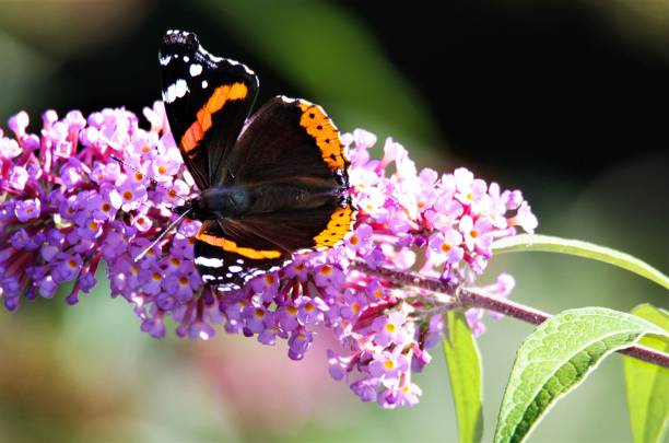 istock Admiral butterfly on pink flower 1164369224