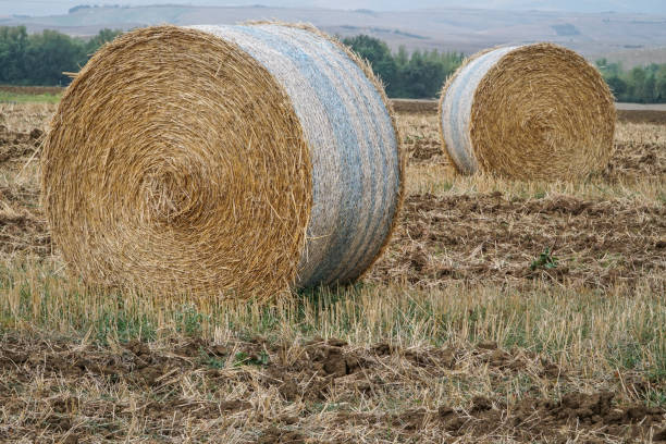 istock dried straw bales on a field 1164369327