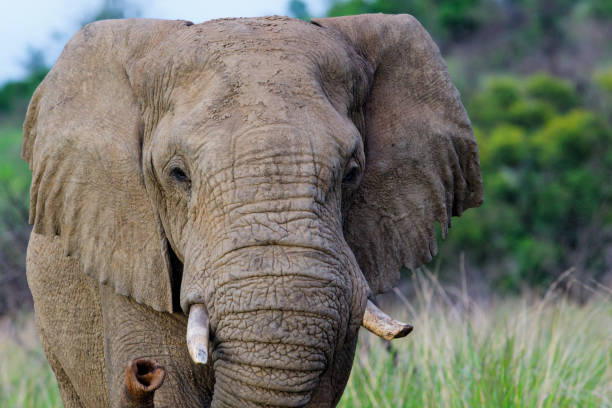 istock bull elephant in south africa 1164369434