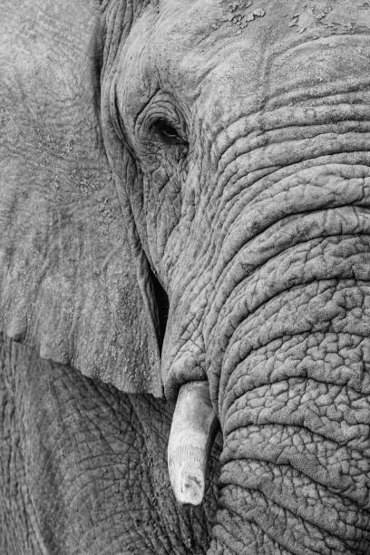 istock bull elephant in south africa 1164369462