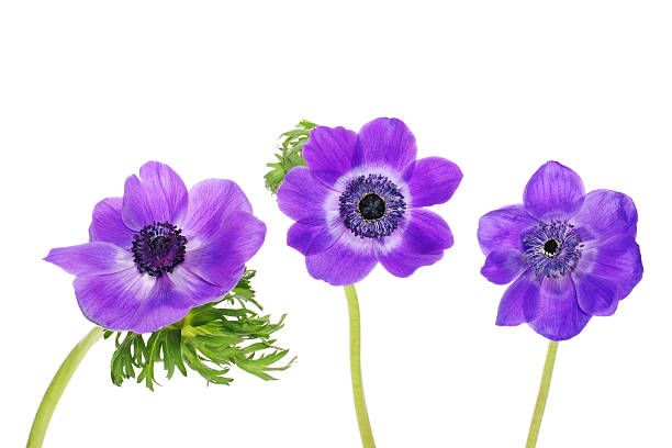 istock purple anemones 116436967