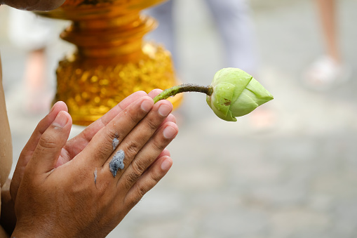 Respect hands with lotus with some hair that shave by monk, this a part of the Ceremony to be Buddhist monk.