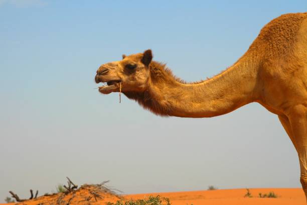 istock Close up of dromedary 1164370926