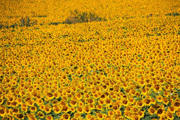 Close up of field with bright shining countless sunflowers - Andalusia, Spain