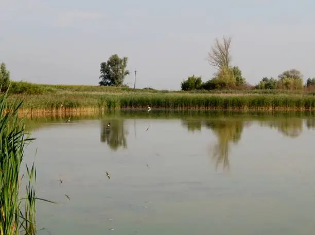 Small birds swallows catch on the surface of a pond of insects. The reflection of birds is visible on the water./Маленькие птицы ласточки ловят на поверхностью пруда насекомых. Отражение птиц видно на воде.