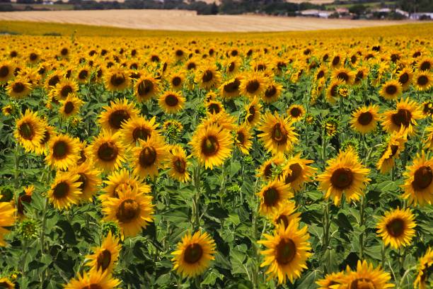 istock Sunflower field in Andalusia 1164372660