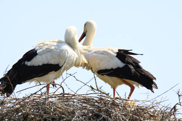 istock Couple of storks in nest 1164374759