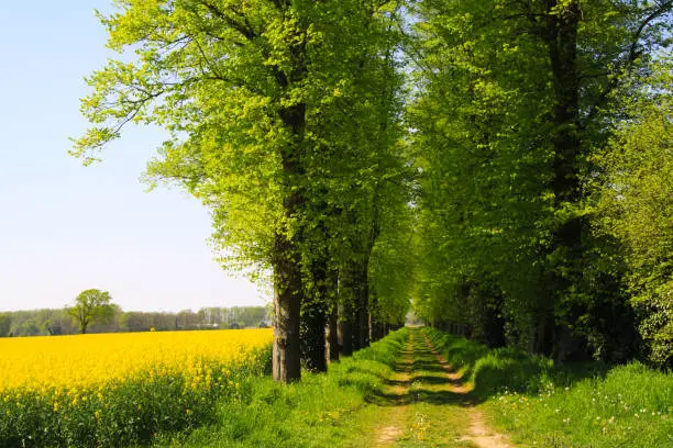 View on yellow rapeseed field with green trees and agricultural path in dutch rural landscape in spring near Nijmegen - Netherlands