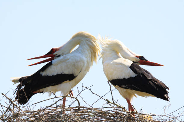 istock Couple of storks in nest 1164374849