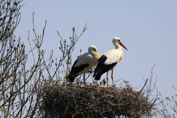 istock Couple of storks in nest 1164374966