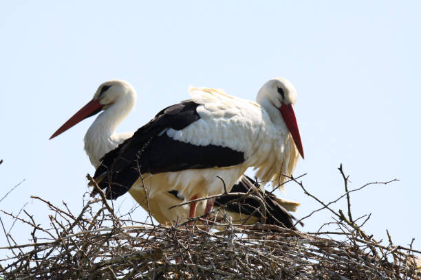 istock Couple of storks in nest 1164375031