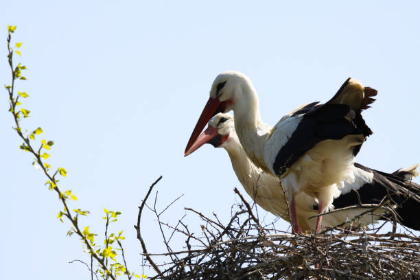 istock Couple of storks in nest 1164375033