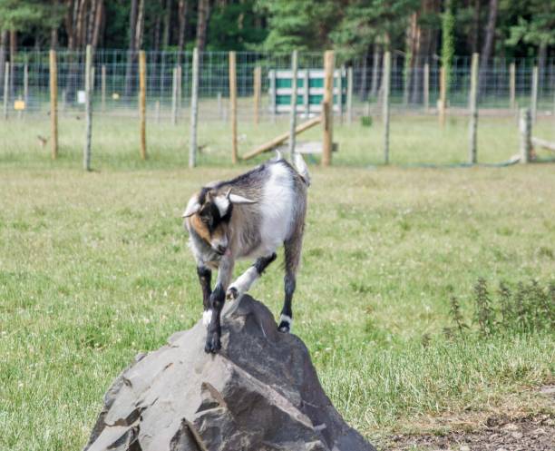 istock Goat at the animal farm 1164375962