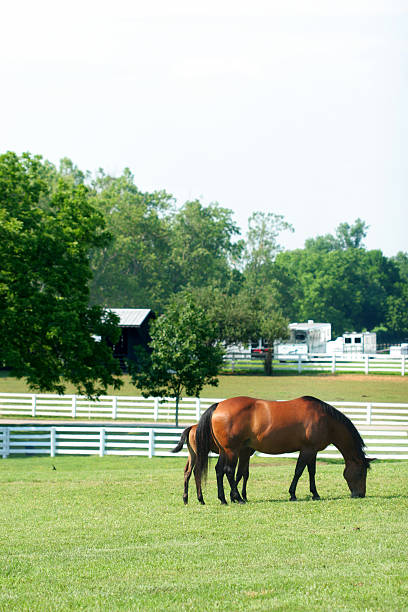 madre y niño - foal mare horse newborn animal fotografías e imágenes de stock