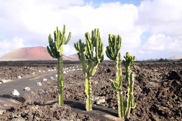 istock Volcanic landscape on Lanzarote 1164377663
