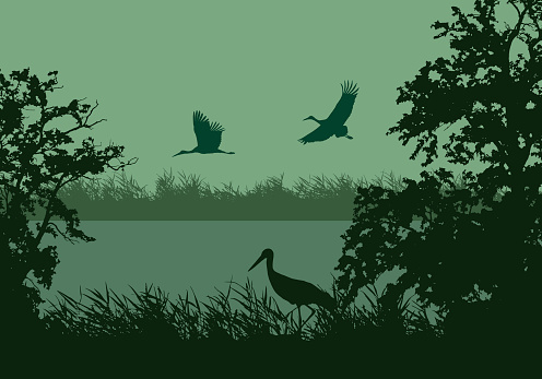 Realistic illustration of wetland landscape with river or lake, water surface and birds. Stork flying under green morning sky - vector