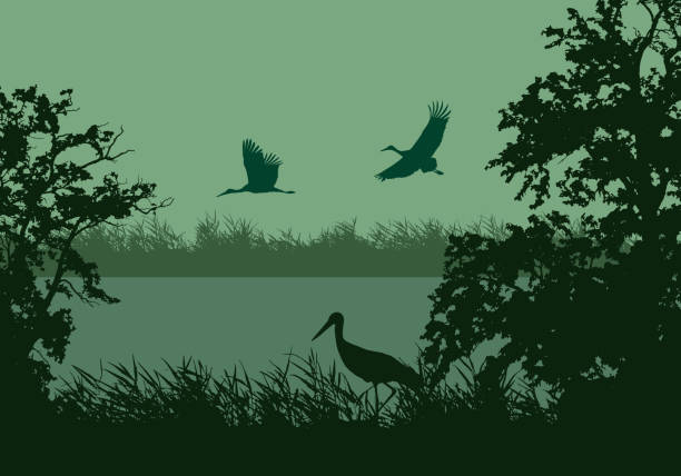 Realistic illustration of wetland landscape with river or lake, water surface and birds. Stork flying under green morning sky - vector Realistic illustration of wetland landscape with river or lake, water surface and birds. Stork flying under green morning sky - vector water bird illustrations stock illustrations