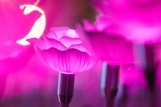 The lights are decorated as flowers to create beautiful light