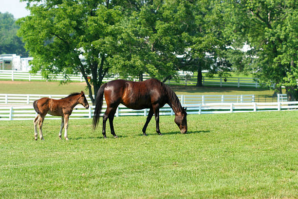 madre and child - foal mare horse newborn animal fotografías e imágenes de stock