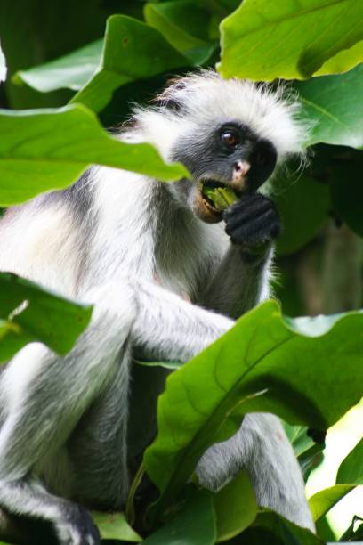 istock Close up of isolated endangered red colobus monkey 1164379482