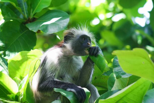 istock Close up of isolated endangered red colobus monkey 1164379496