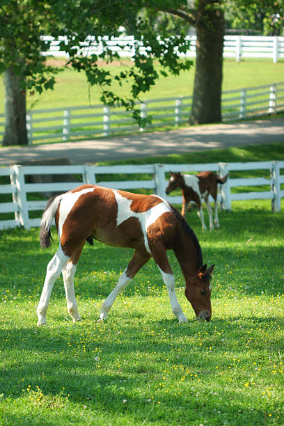 colt - foal mare horse newborn animal fotografías e imágenes de stock