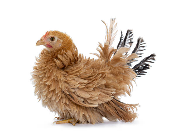istock Young buff Japanese Bantam / Chabo frizzle hen on white 1164380482