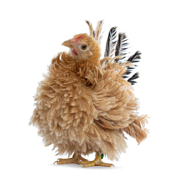 istock Young buff Japanese Bantam / Chabo frizzle hen on white 1164380484